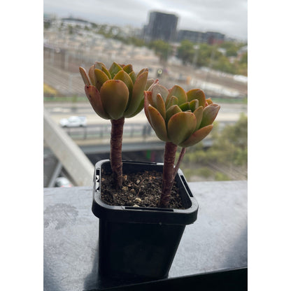 Aeonium 'Bronze Medal'