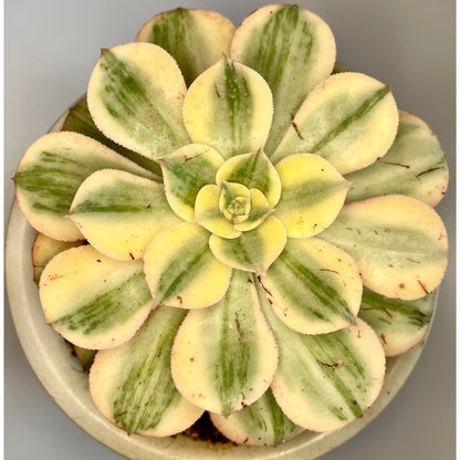 Aeonium Sunburst