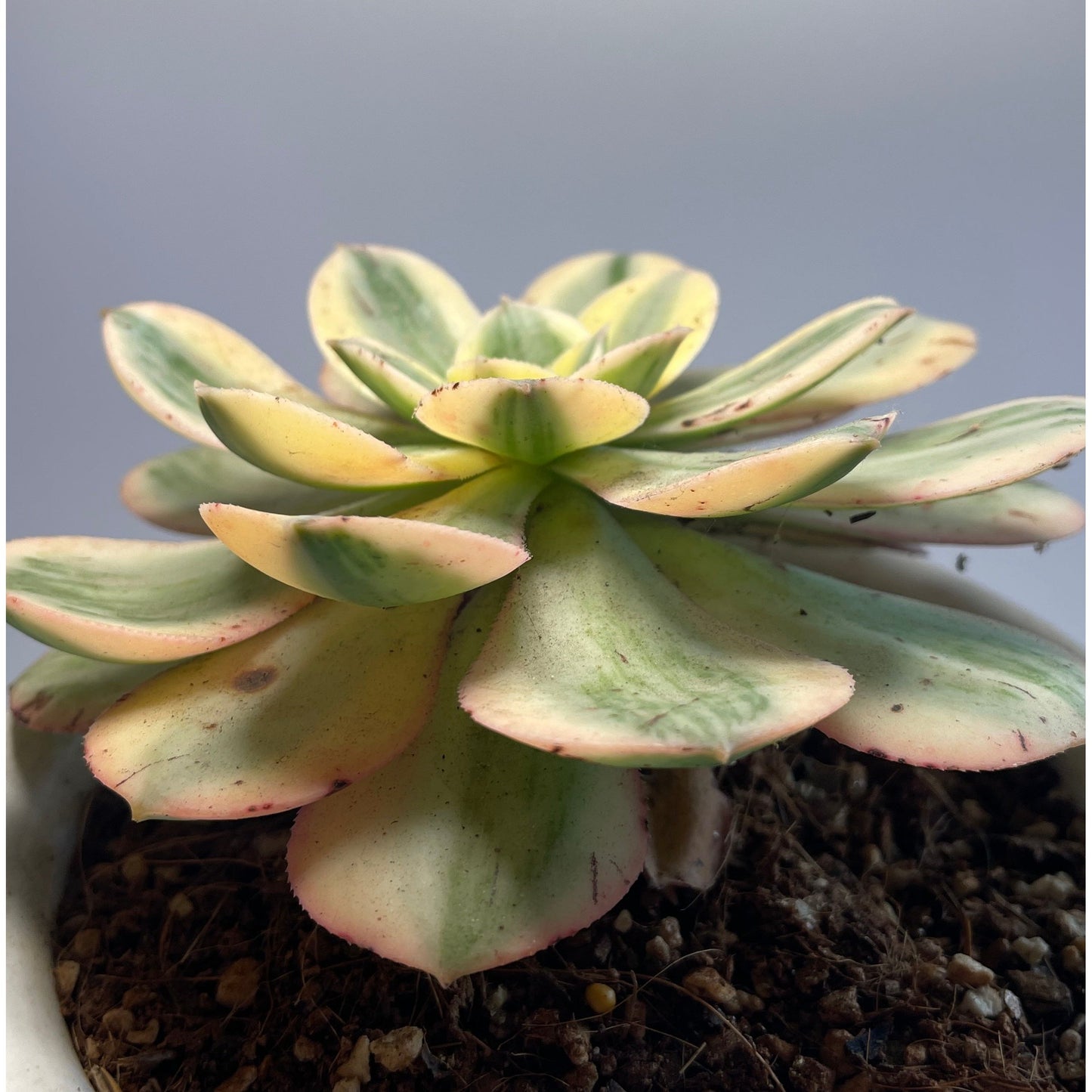 Aeonium Sunburst