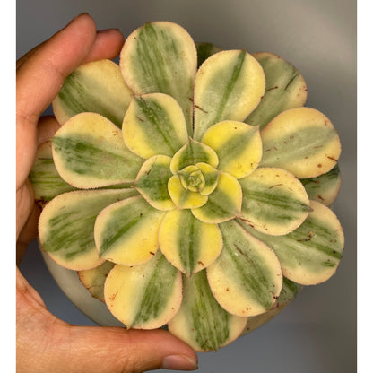 Aeonium Sunburst