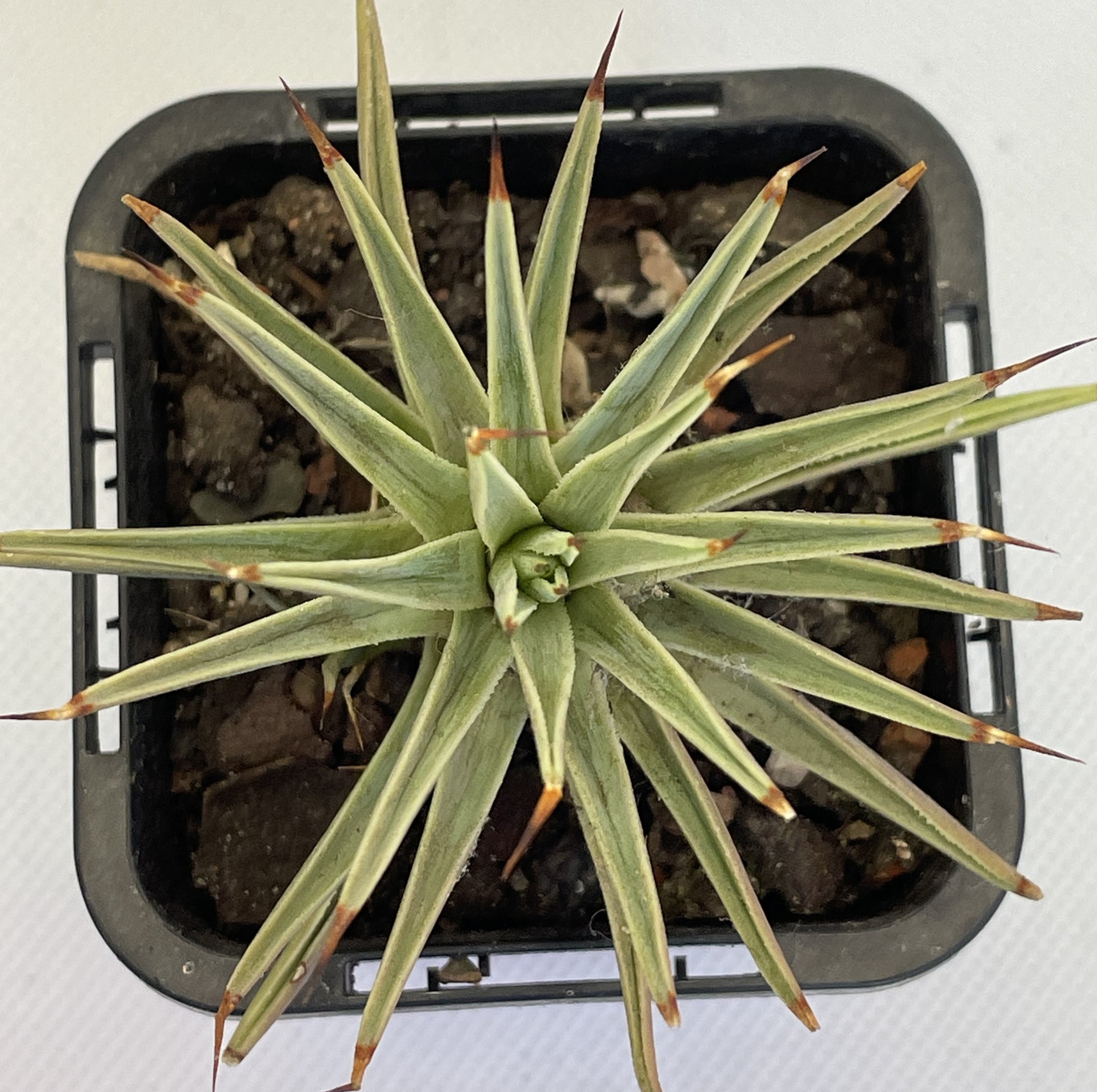 Agave Stricta Nana – OZ BALCONY SUCCULENT