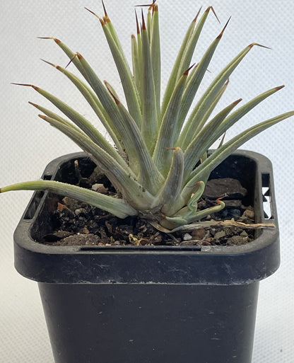 Agave Stricta Nana