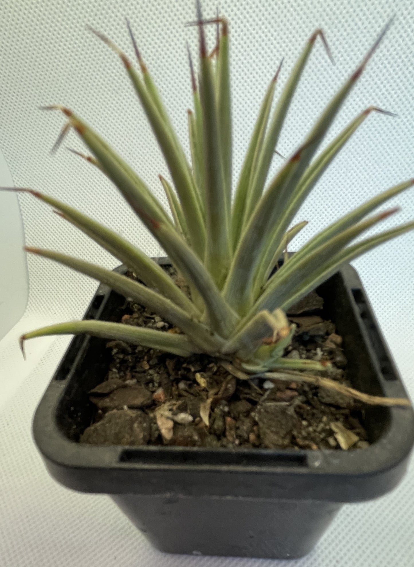 Agave Stricta Nana