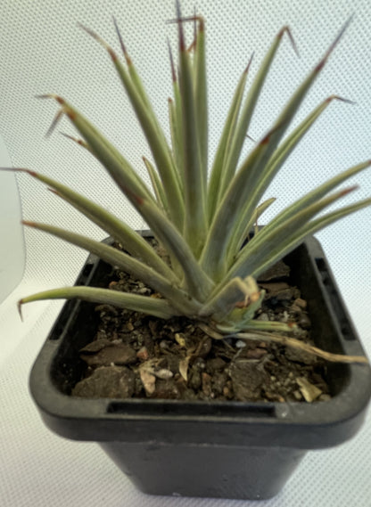 Agave Stricta Nana