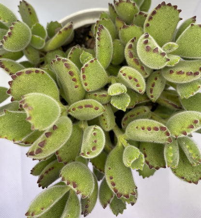 Cotyledon tomentosa (Bear's Paw)