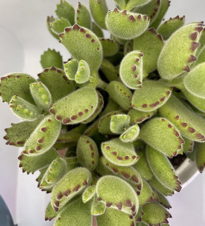 Cotyledon tomentosa (Bear's Paw)