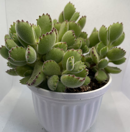 Cotyledon tomentosa (Bear's Paw)