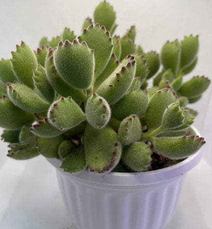 Cotyledon tomentosa (Bear's Paw)