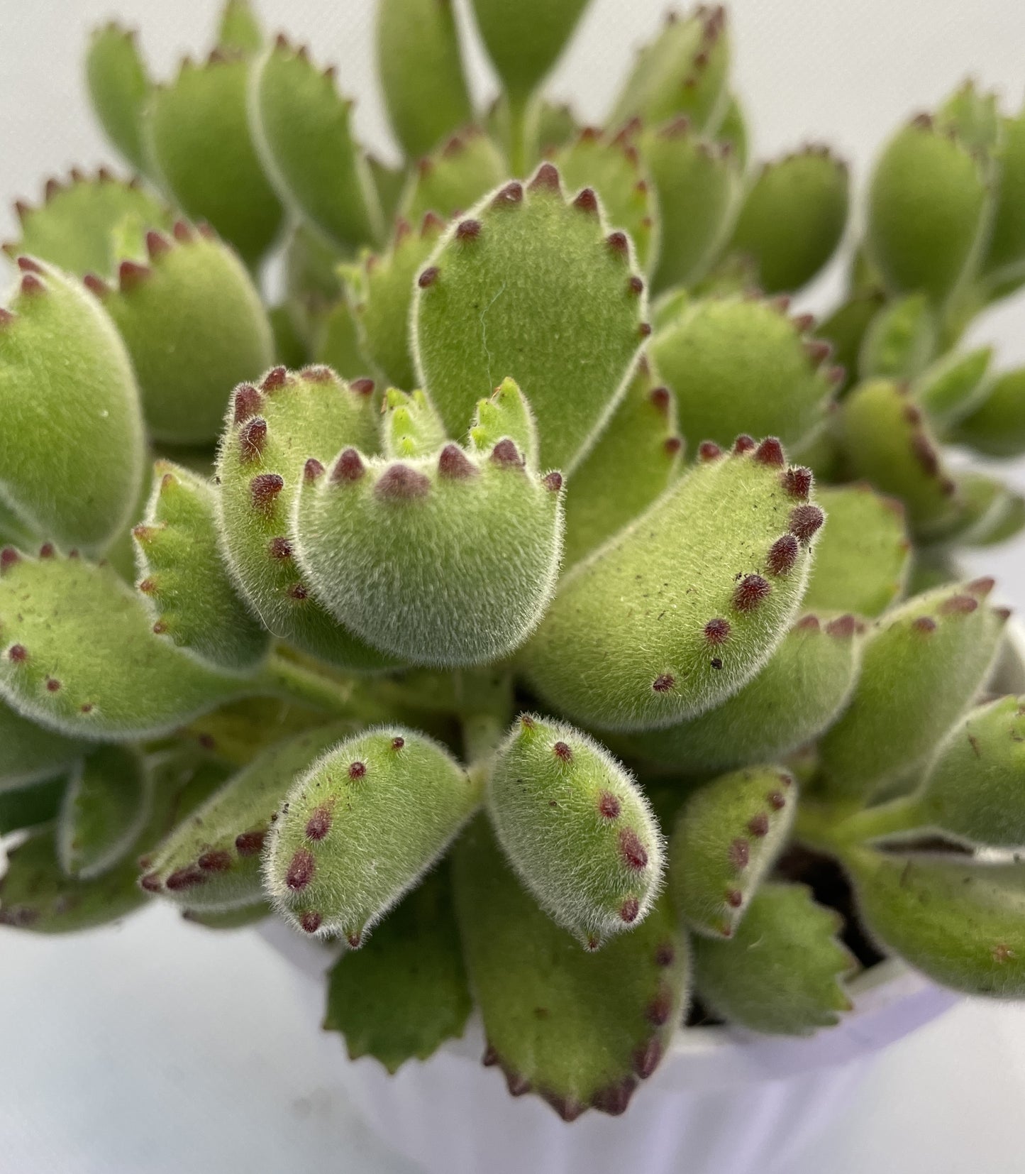 Cotyledon tomentosa (Bear's Paw)