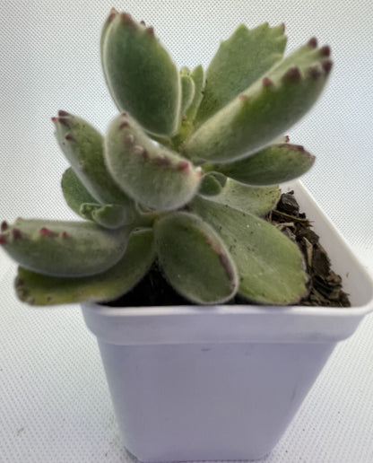 Cotyledon tomentosa (Bear's Paw)