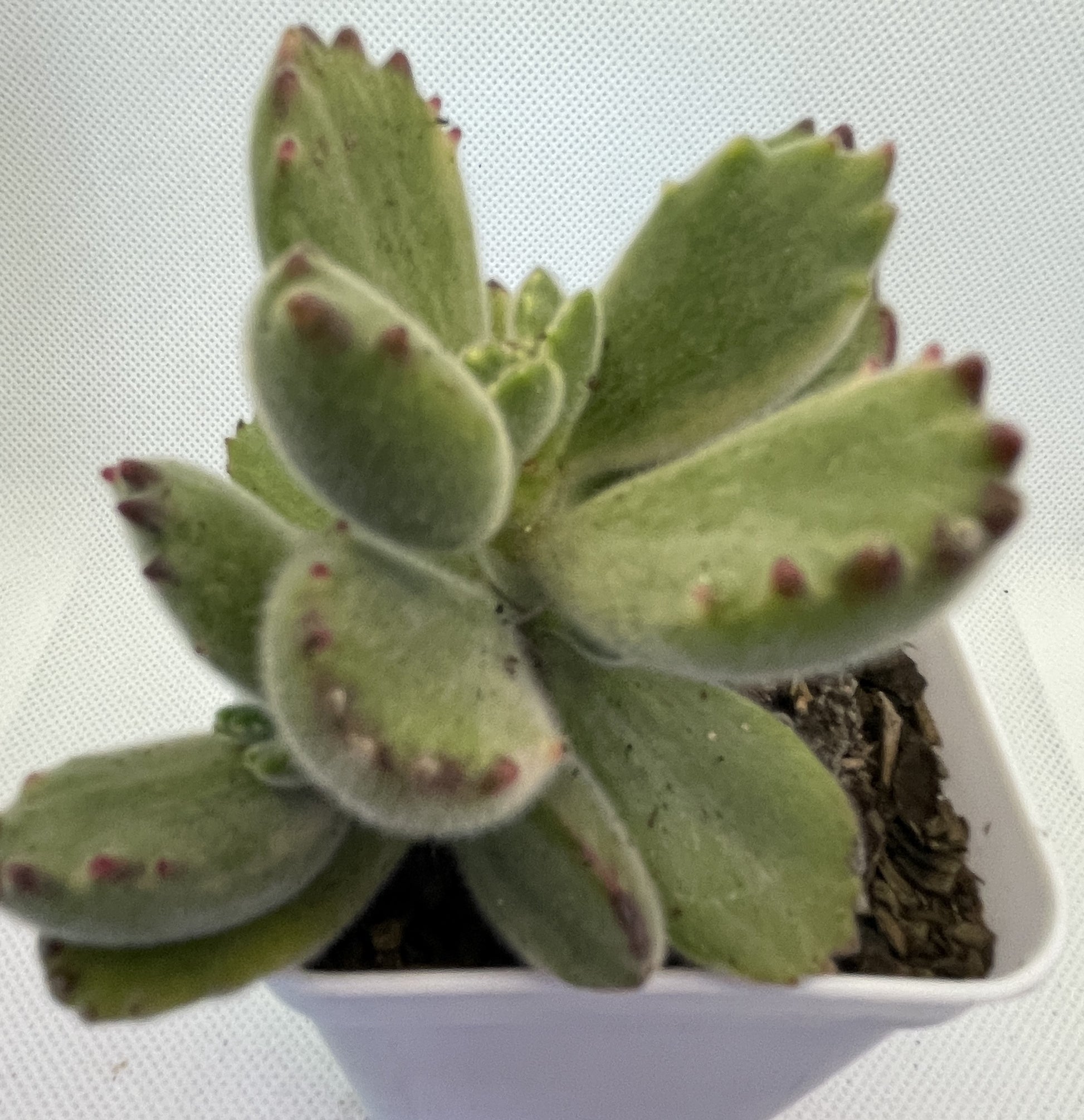 bear paw succulent singapore Cotyledon tomentosa (Bear's Paw) – OZ BALCONY SUCCULENT