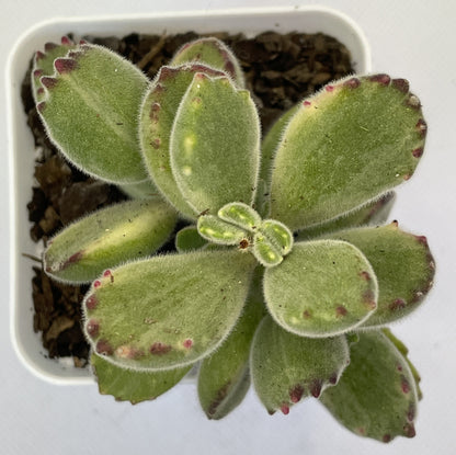 Cotyledon tomentosa (Bear's Paw)