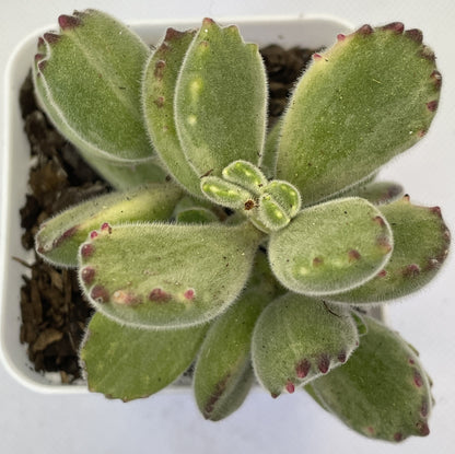 Cotyledon tomentosa (Bear's Paw)