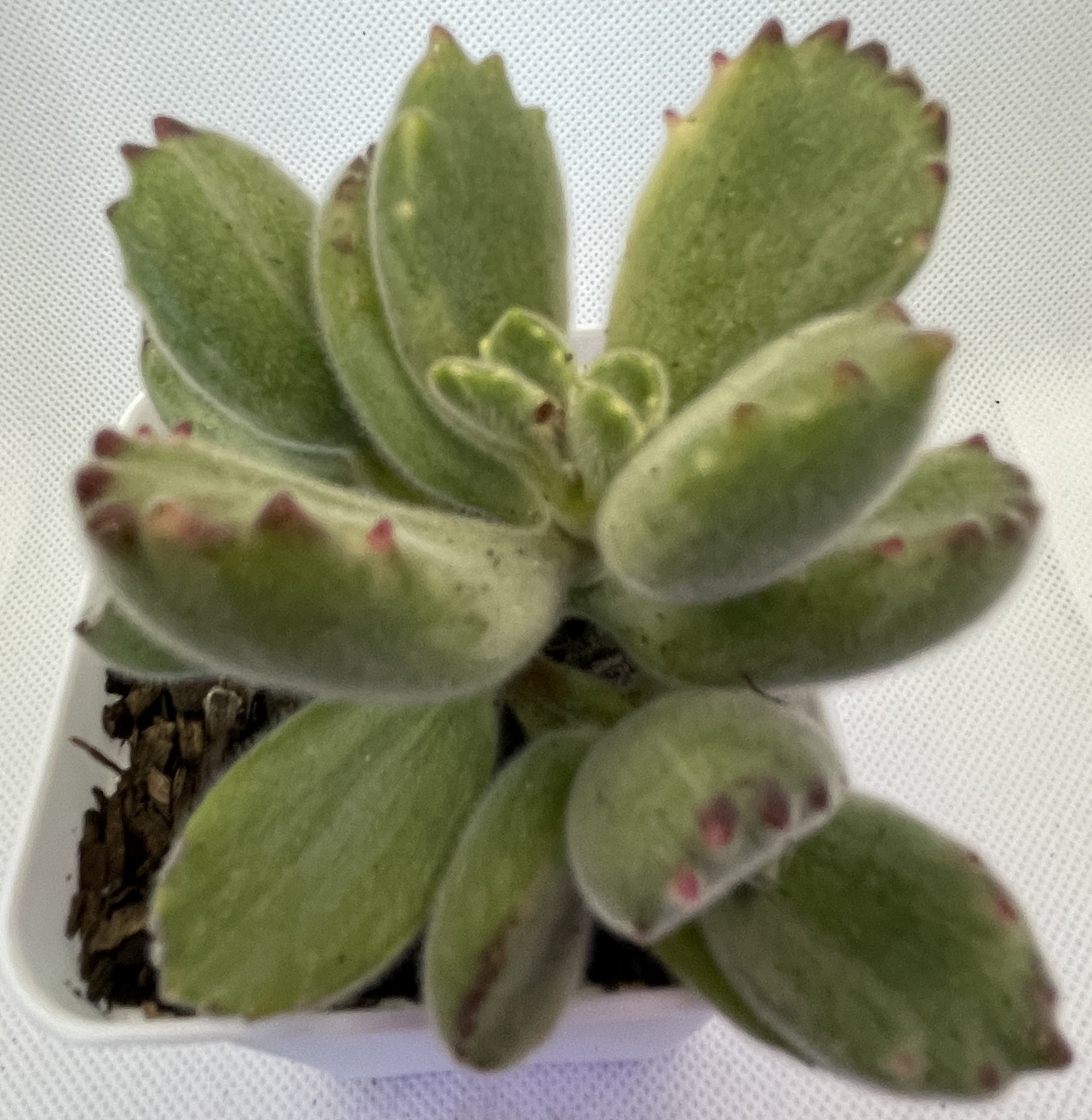 bear paw succulent Cotyledon tomentosa (Bear's Paw) – OZ BALCONY SUCCULENT
