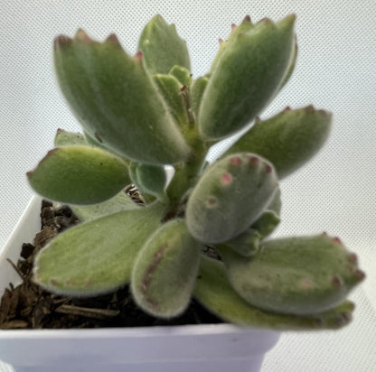 Cotyledon tomentosa (Bear's Paw)