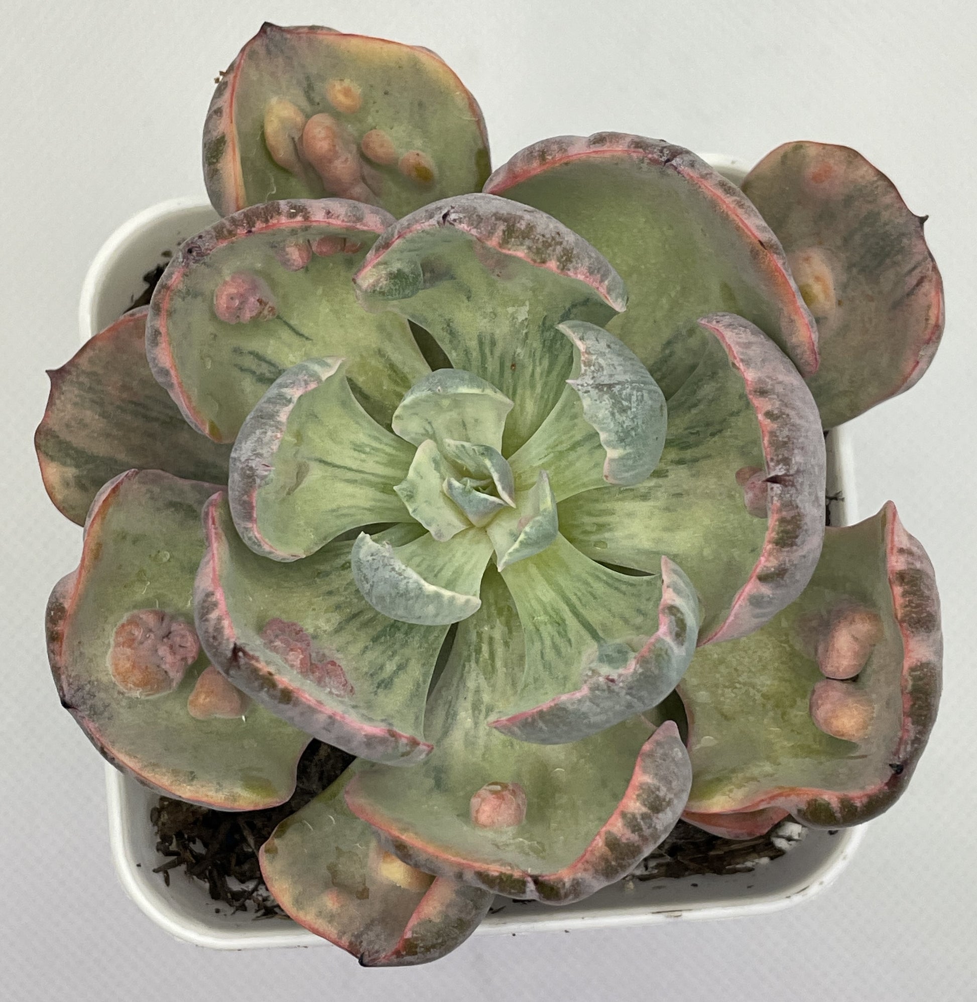 beyonce succulent Echeveria 'Beyonce' Rainbow Varigated – OZ BALCONY SUCCULENT