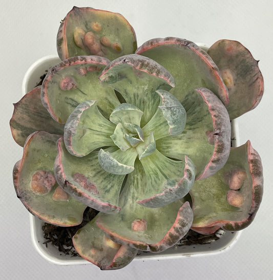 Echeveria 'Beyonce' Rainbow Varigated