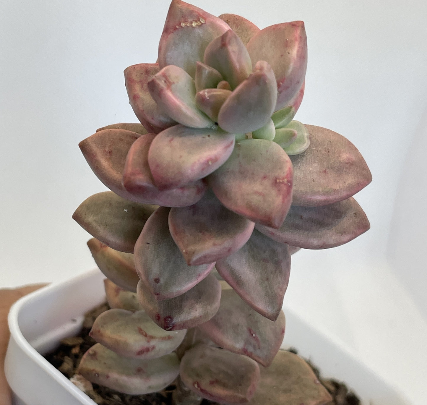 Sedum Bronze Delight Varigata