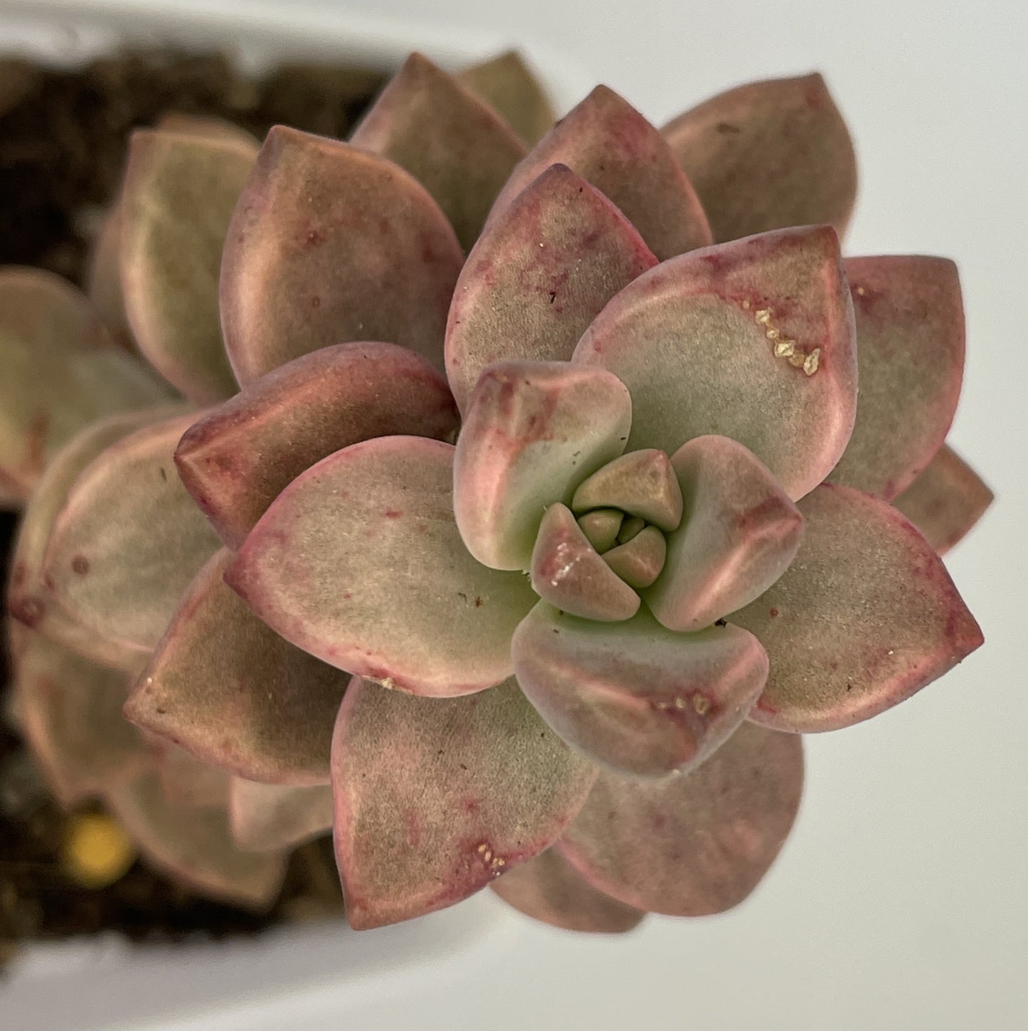 Sedum Bronze Delight Varigata