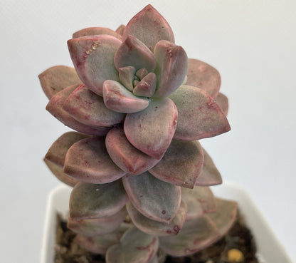 Sedum Bronze Delight Varigata