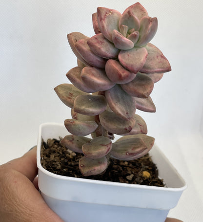 Sedum Bronze Delight Varigata