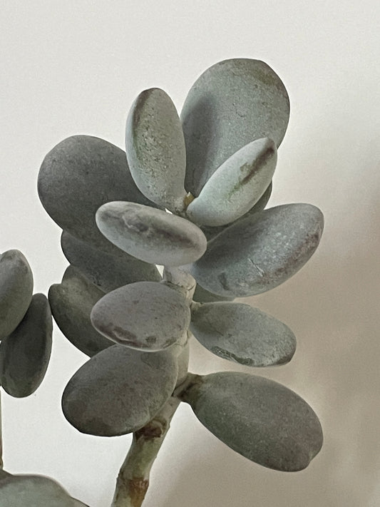 Cotyledon orbiculata 'Oophylla'