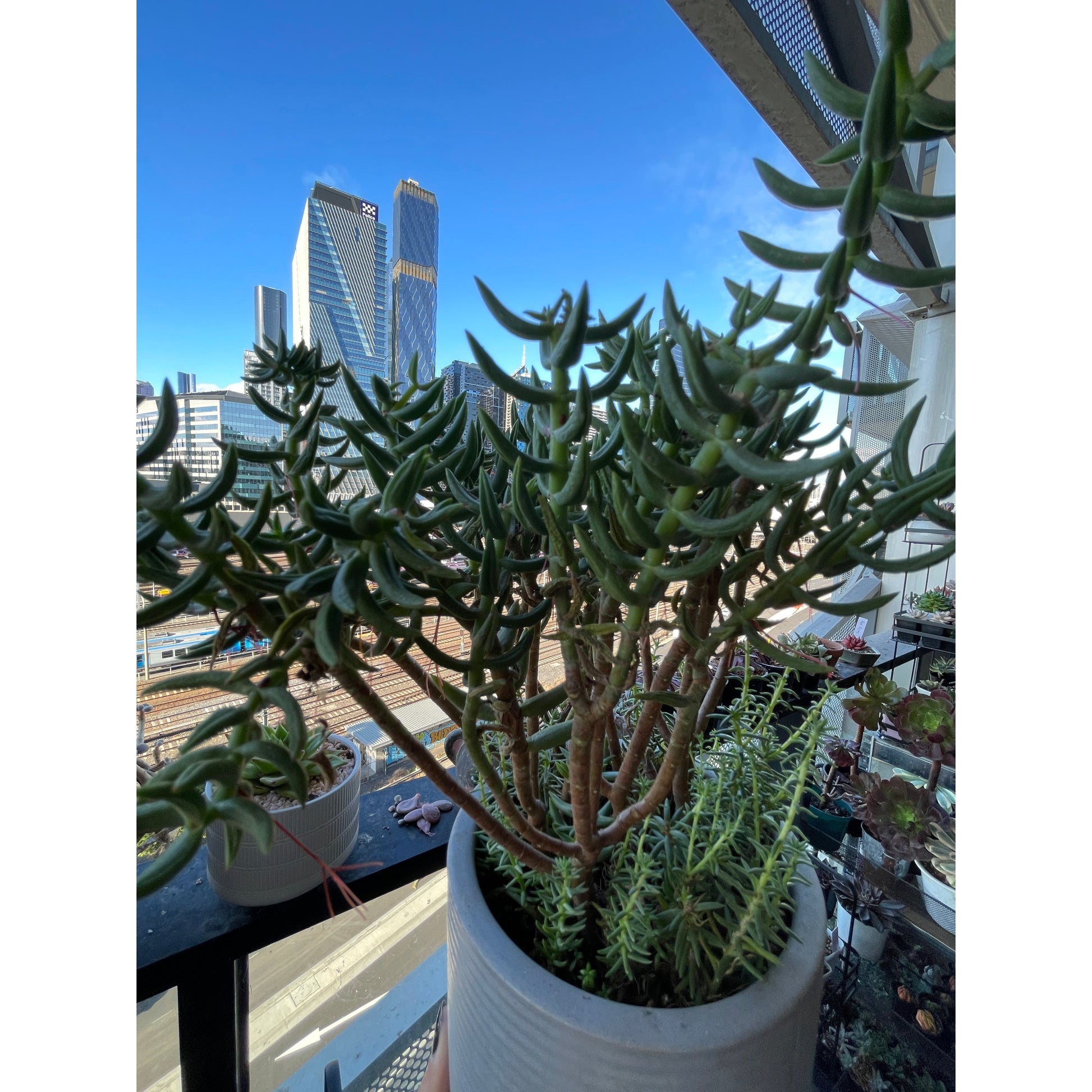 tetragona succulent Crassula Tetragona
