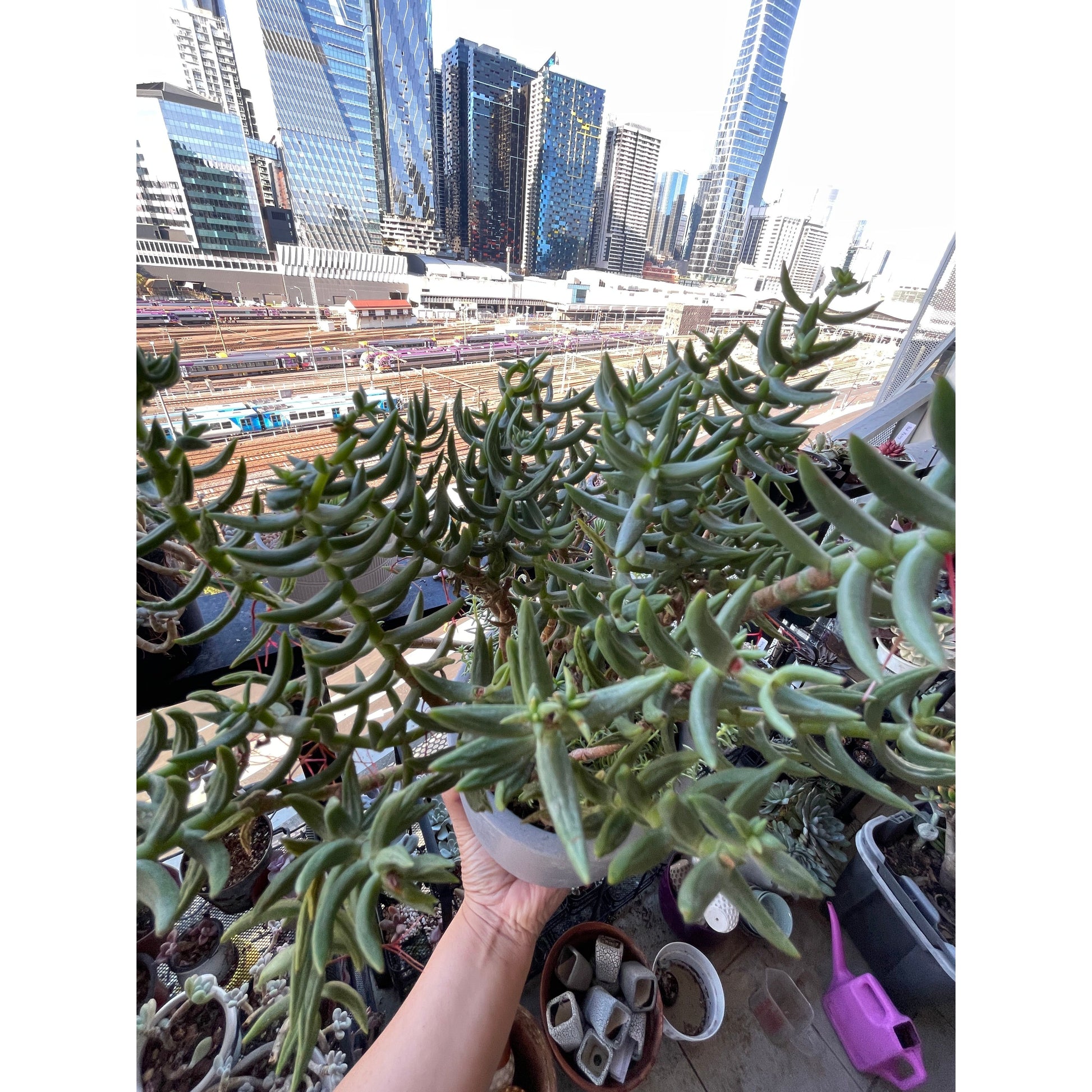 skyscraper succulent Crassula Tetragona – OZ BALCONY SUCCULENT