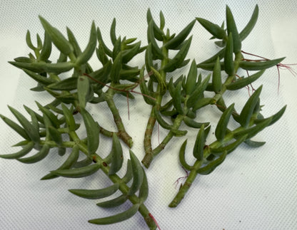 Crassula Tetragona