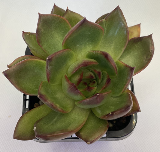 Echeveria 'Benimusume'