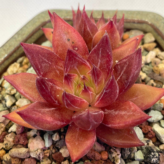 Echeveria Red 'Psyche'