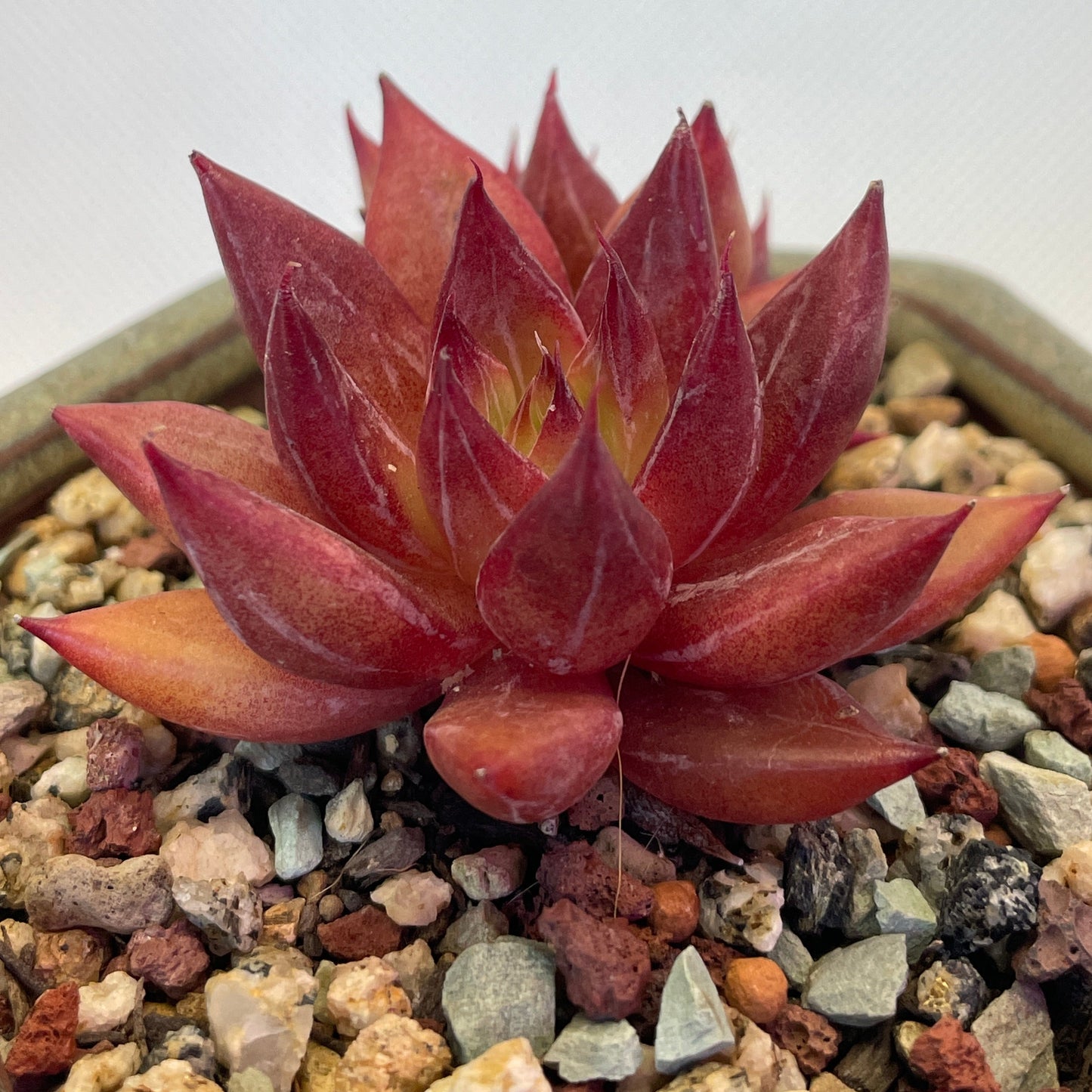 Echeveria Red 'Psyche'