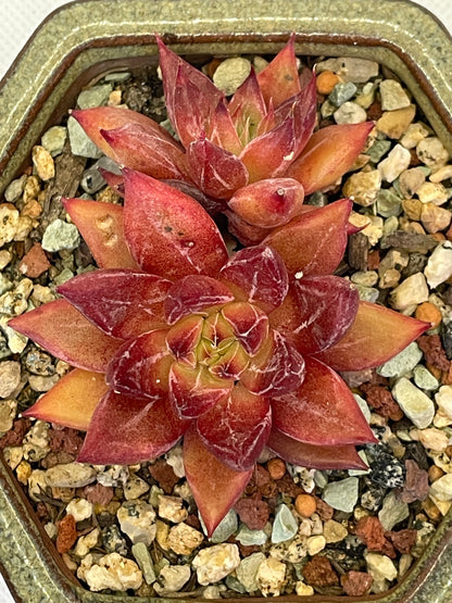 Echeveria Red 'Psyche'