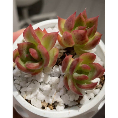 Echeveria Prodidity