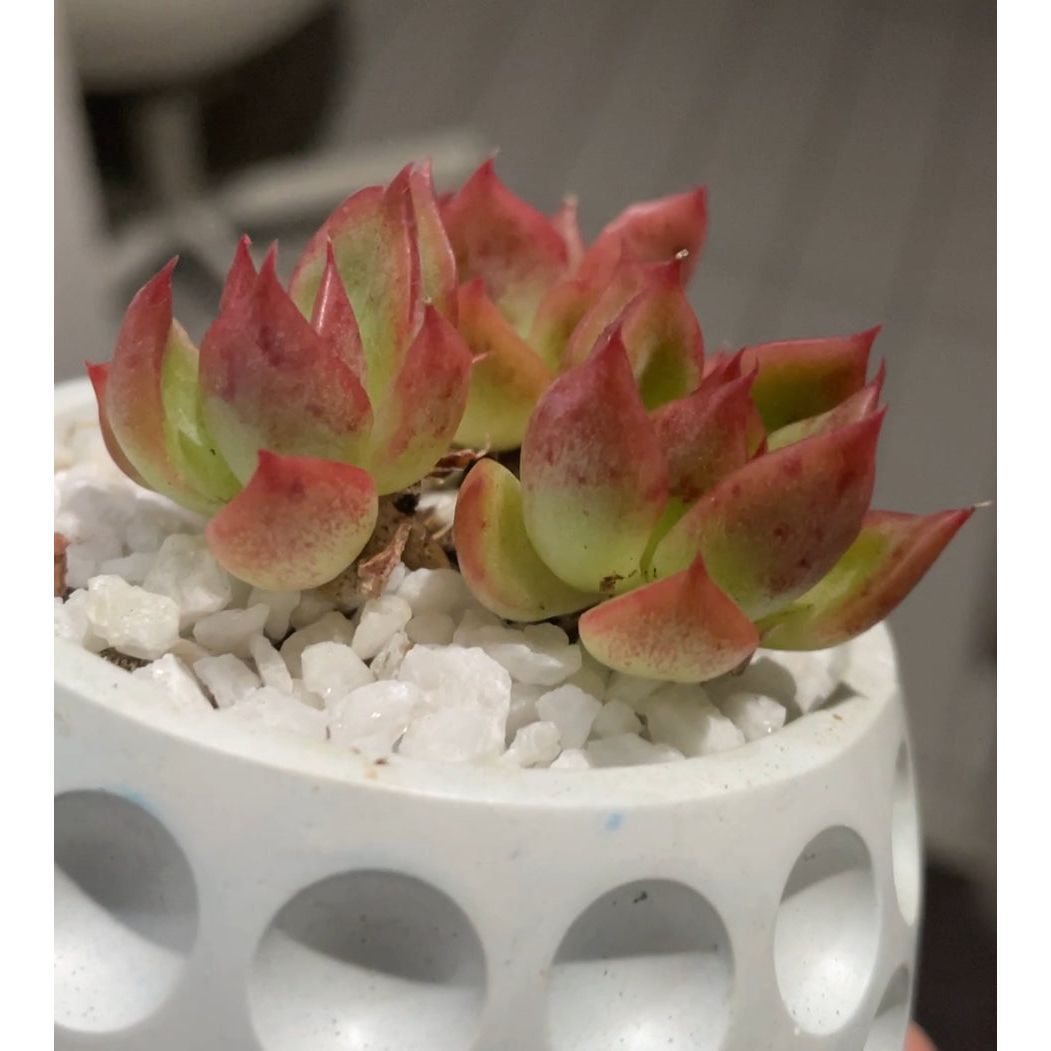 Echeveria Prodidity