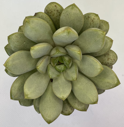 amethorum succulent Graptoveria 'Amethorum' – OZ BALCONY SUCCULENT
