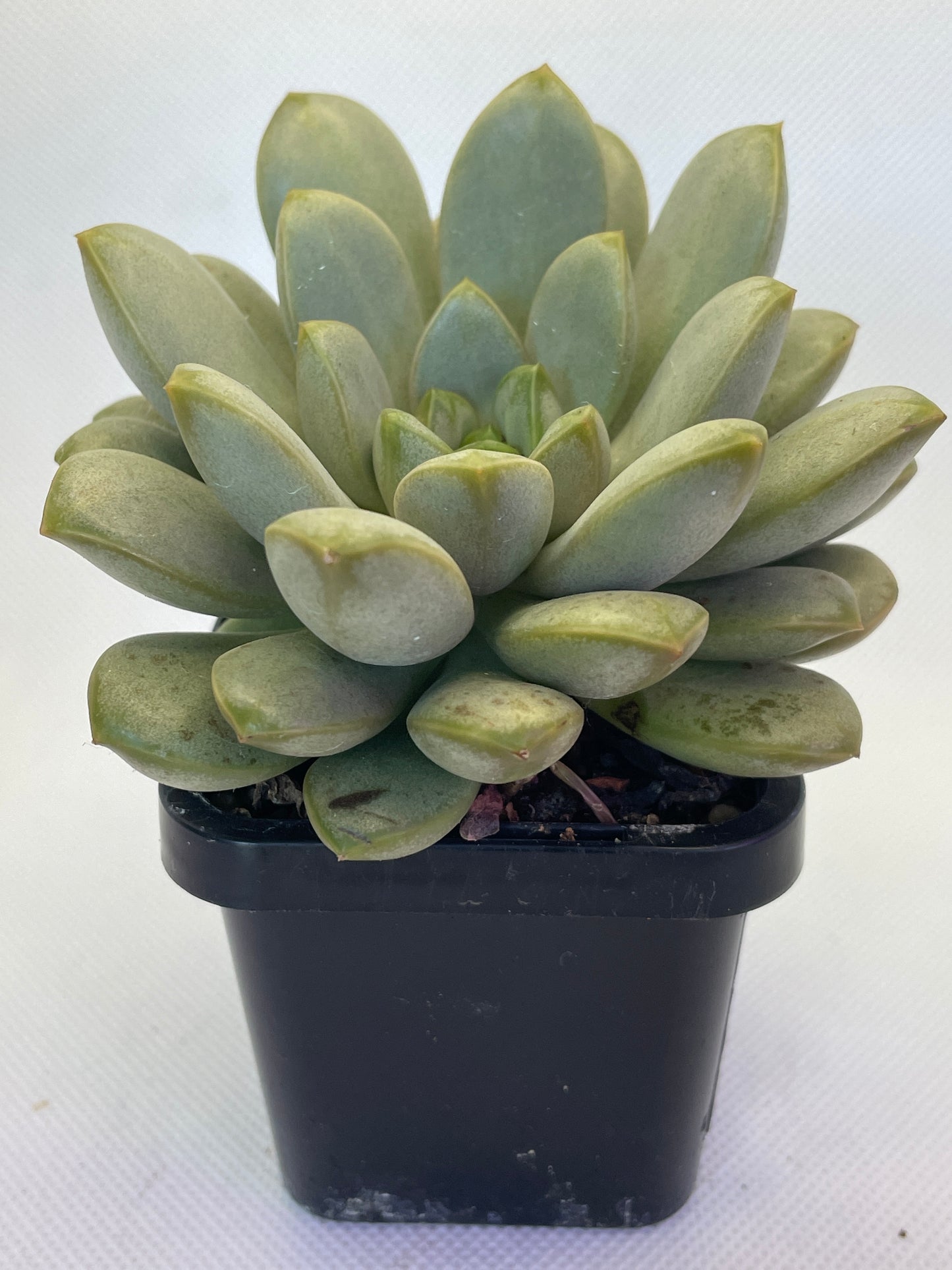 Graptoveria 'Amethorum'