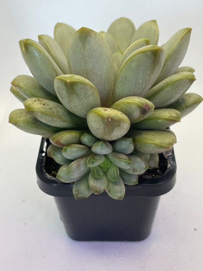 Graptoveria 'Amethorum'