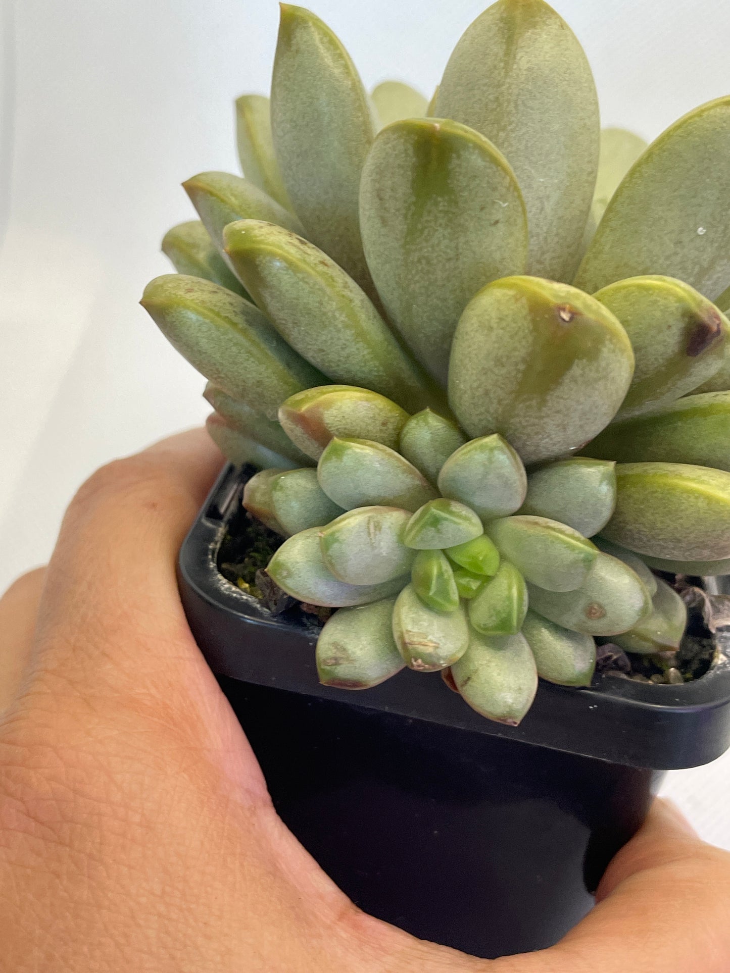 Graptoveria 'Amethorum'