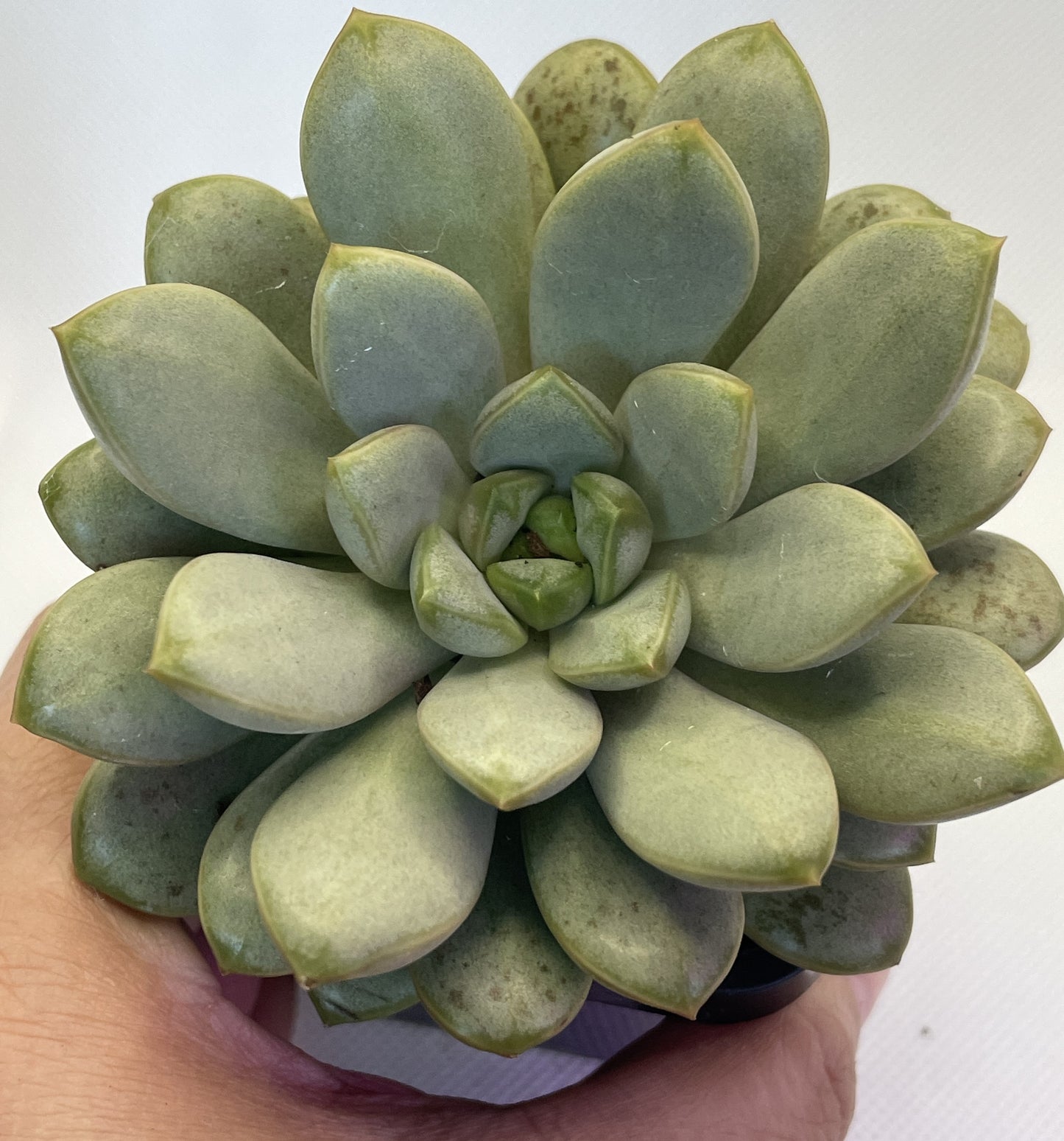 Graptoveria 'Amethorum'