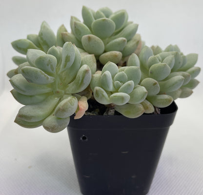 Graptoveria White Horse