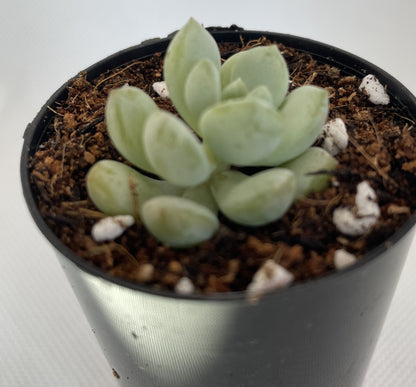 Graptoveria White Horse