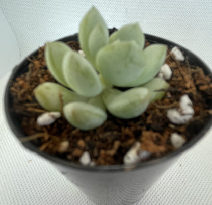 Graptoveria White Horse