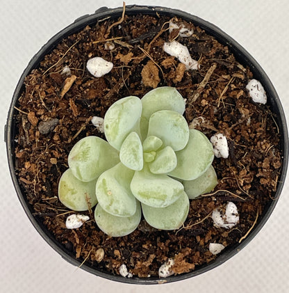 Graptoveria White Horse