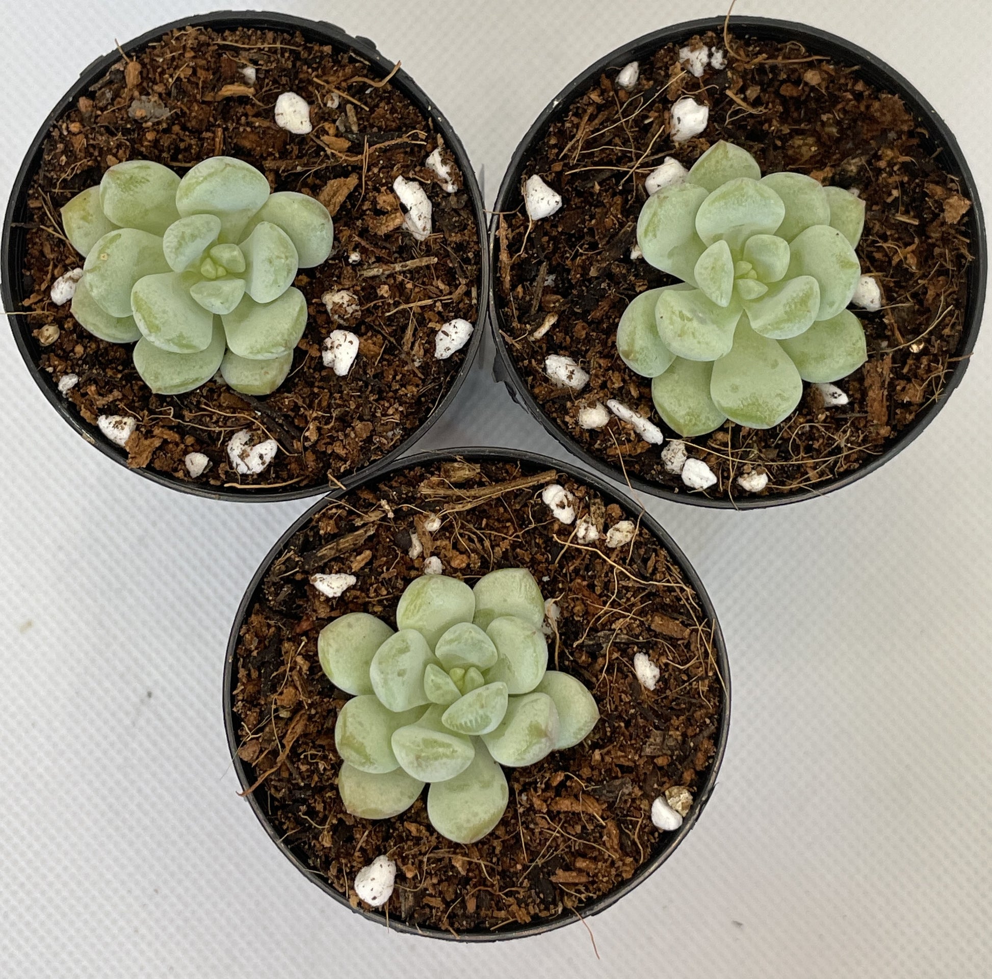 horse succulent Graptoveria White Horse