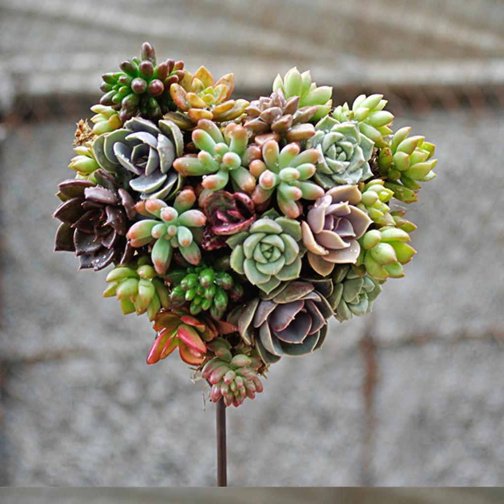 wire succulent planter Hearty Iron Wire Succulent Pot