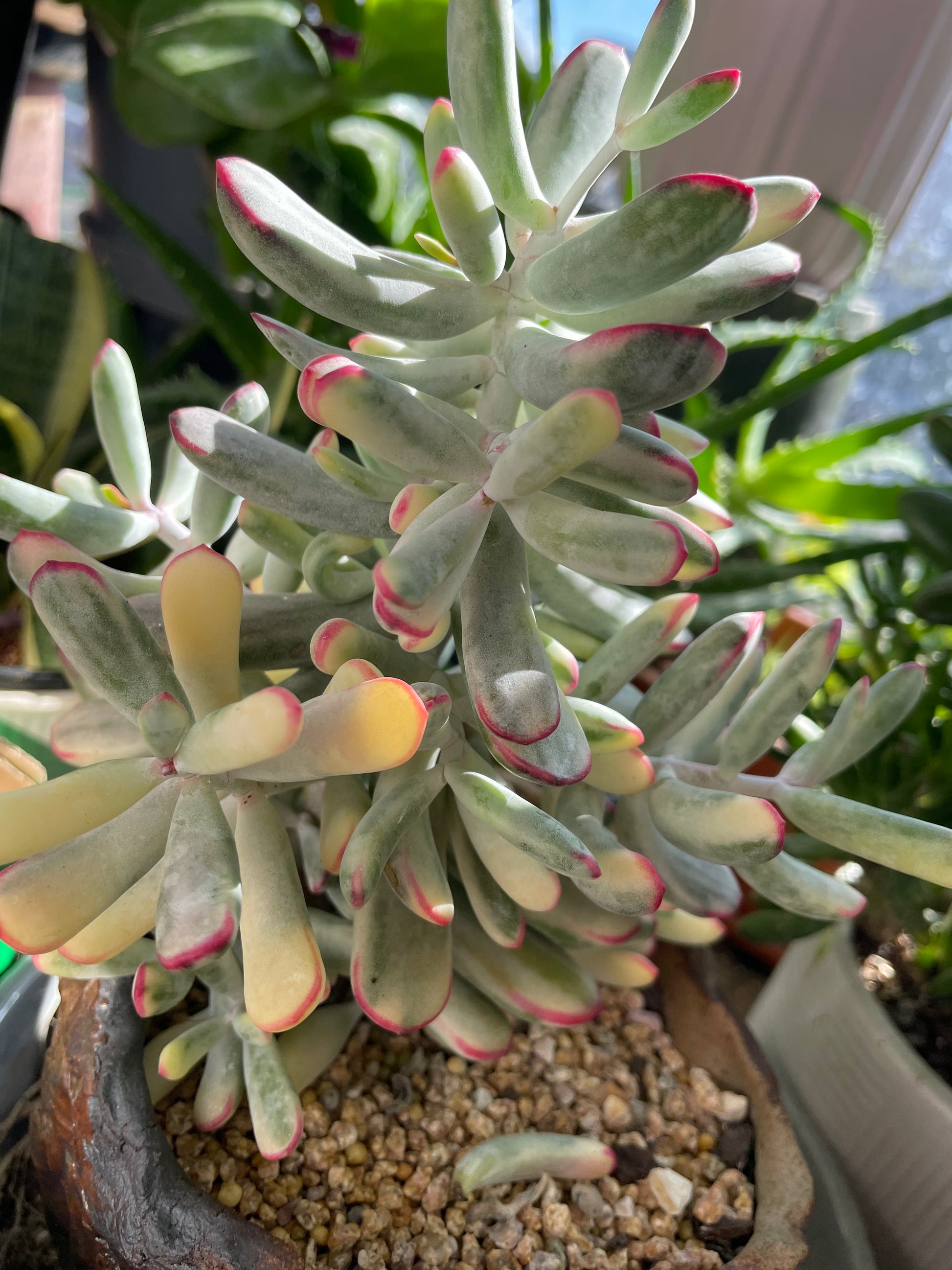 cotyledon orbiculata variegated succulent Cotyledon orbiculata Variegated (Long Leaf) – OZ BALCONY SUCCULENT