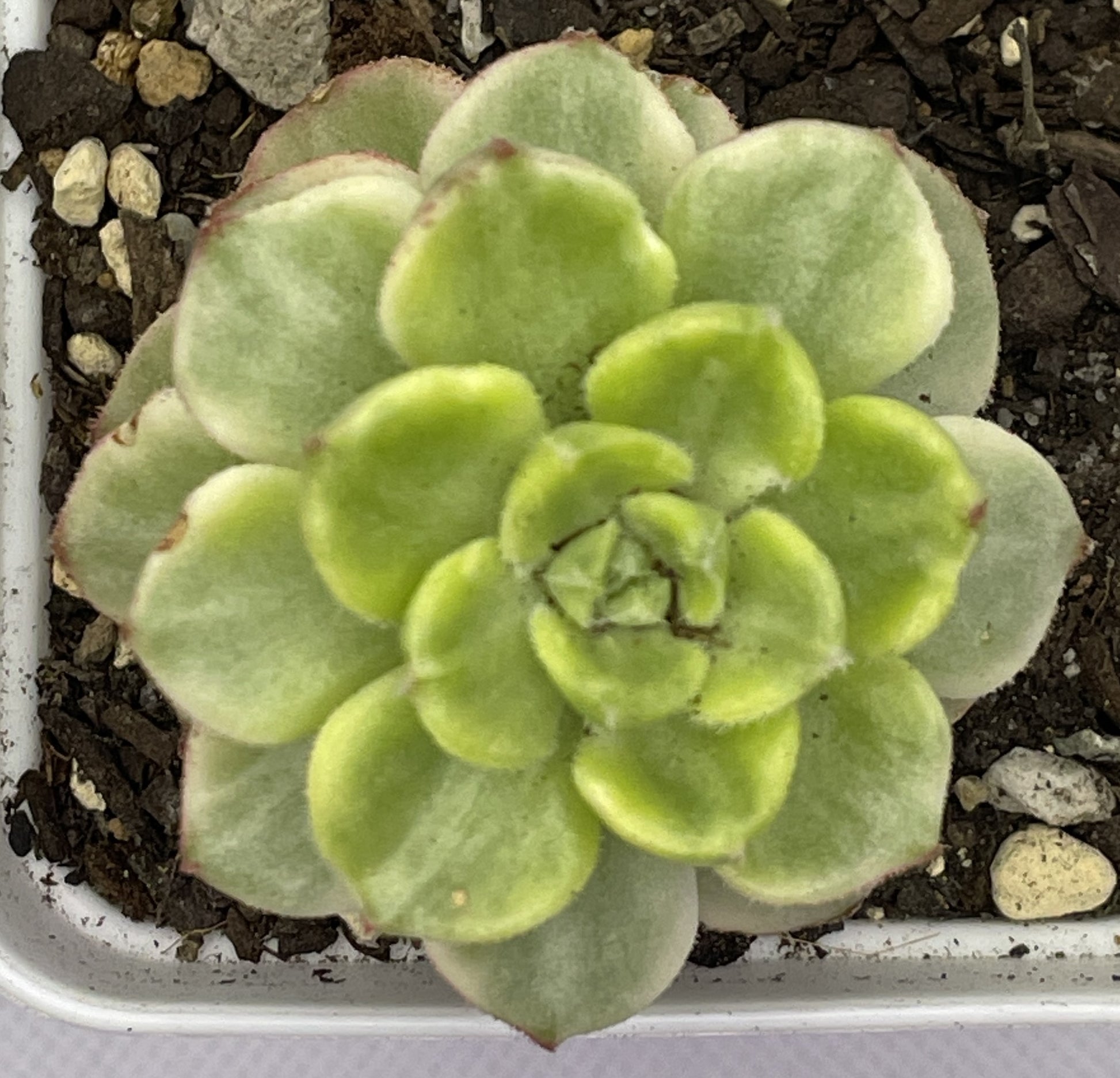 succulent letizia Sedeveria 'Letizia' Variegata – OZ BALCONY SUCCULENT