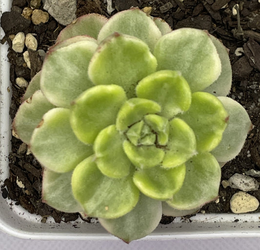 Sedeveria 'Letizia' Variegata