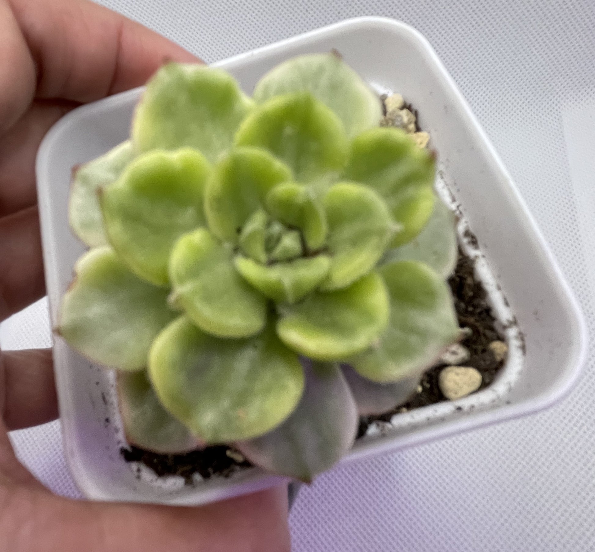 succulent letizia Sedeveria 'Letizia' Variegata – OZ BALCONY SUCCULENT